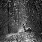 Despre fotografia Wildlife cu Silviu Matei