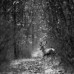 Despre fotografia Wildlife cu Silviu Matei