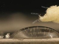 Macro Kingdom – HD DSLR macro video
