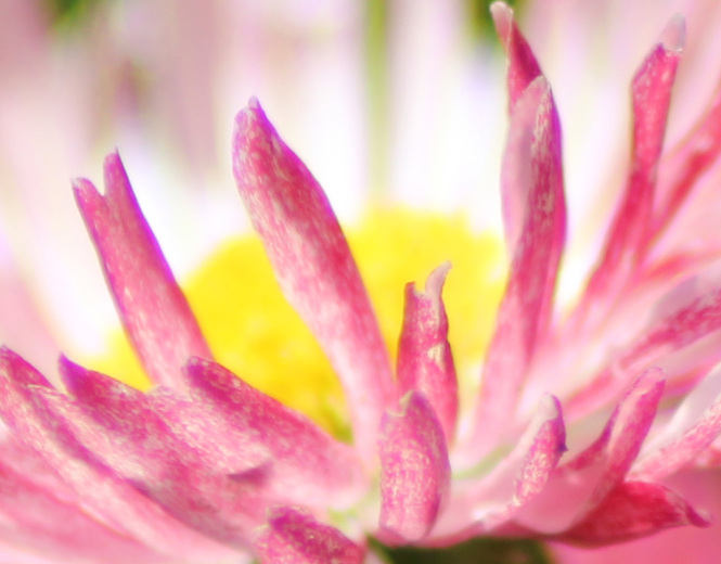 foto_4_70-300-macro12