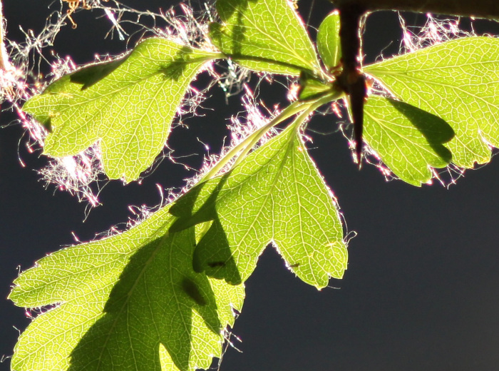 img_3735-crop