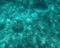 Imagini subacvatice din Zakynthos
