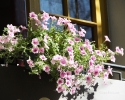 Foto cu Fuji HS50