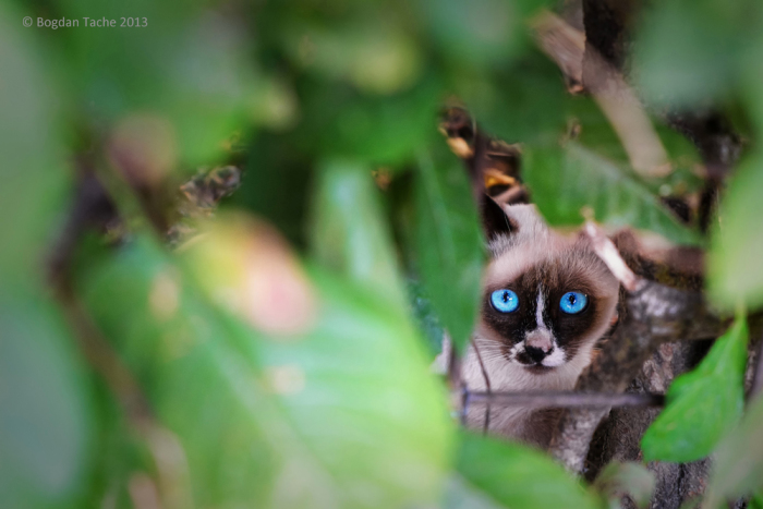 fuji-x-e1-foto-bogdan-tache-7