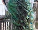 dscf8238