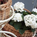 DSCN0072