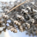panasonix-lx5-sample-preproduction-1000027
