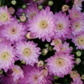 panasonix-g80-sample-preproduction-1010017