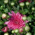 panasonix-g80-sample-preproduction-1010029