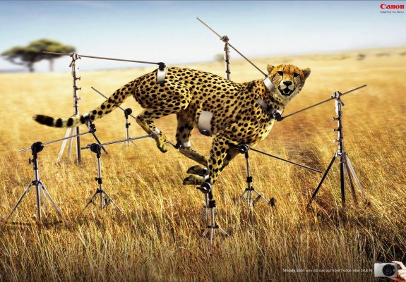 canon-digital-camera-cheetah-original-80488