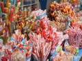 dsc00263