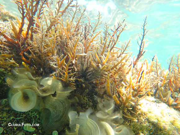 Imagini subacvatice din Zakynthos, cu Sony Tx20