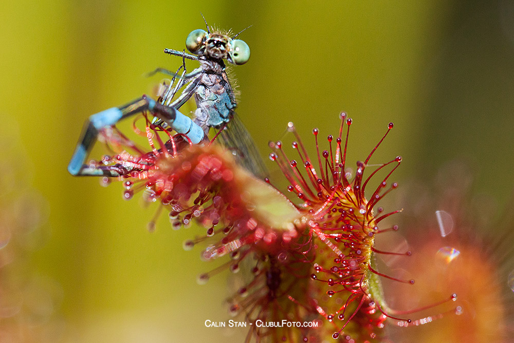 Macro cu Canon 5D Mark II si Sigma 150mm f/2.8