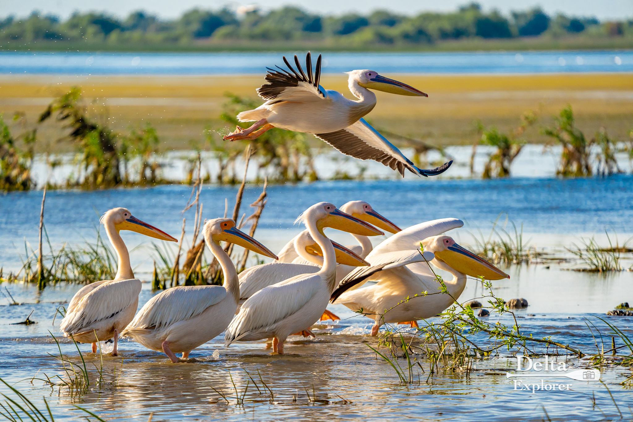 Colonie de Pelicani, pe lacul Fortuna